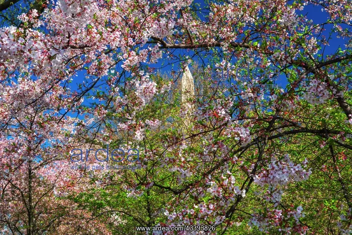 : Cherry blossoms under the Washington Monument, Washington : Cherry blossoms under the Washington Monument, Washington