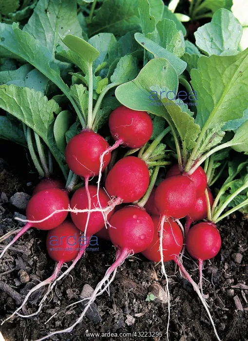 : Cherry bomb radish : Cherry bomb radish