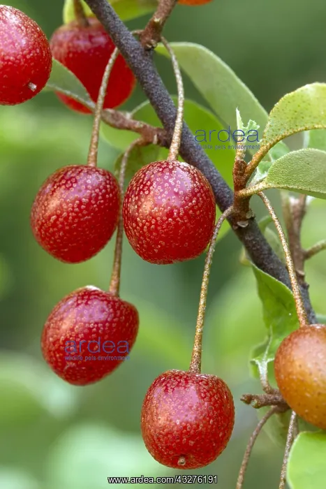 : Cherry elaeagnus (Elaeagnus multiflora) : Cherry elaeagnus (Elaeagnus multiflora)