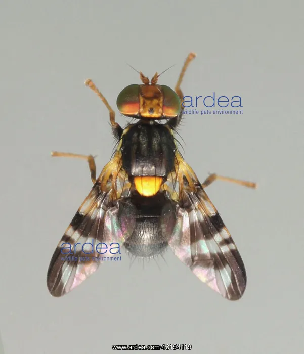 : Cherry fruit fly (Rhagoletis cerasi) male, size : Cherry fruit fly (Rhagoletis cerasi) male, size