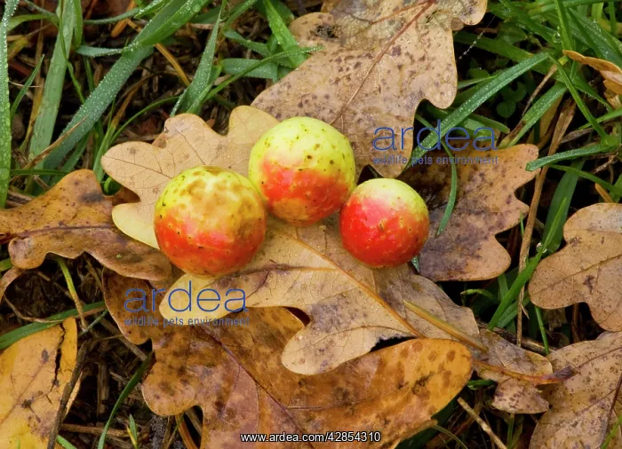 : Cherry galls caused by a gall wasp on oak leaf; autumn : Cherry galls caused by a gall wasp on oak leaf; autumn