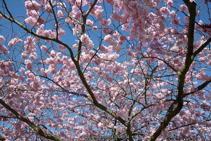 : Cherry, Japanese Flowering Cherry, Prunus Beni-yutaka : Cherry, Japanese Flowering Cherry, Prunus Beni-yutaka