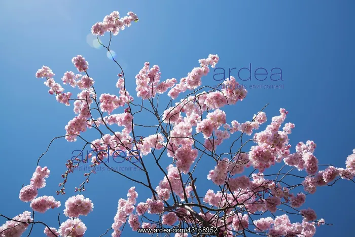 : Cherry, Japanese Flowering Cherry, Prunus Beni-yutaka : Cherry, Japanese Flowering Cherry, Prunus Beni-yutaka