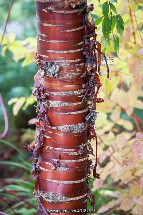 : Cherry, Japanese flowering cherry, Prunus serrulata : Cherry, Japanese flowering cherry, Prunus serrulata