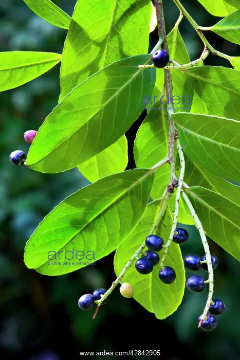 : Cherry laurel with fruit : Cherry laurel with fruit