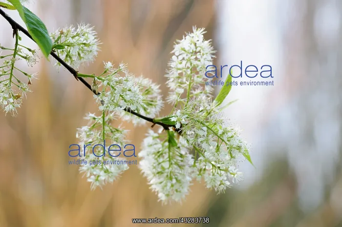  : Cherry, Manchurian cherry, Prunus maackii Amber