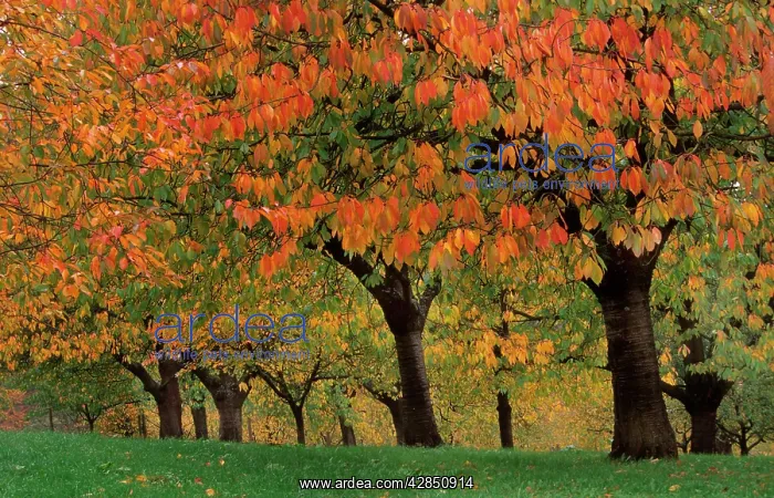  : Cherry orchard - autumn
