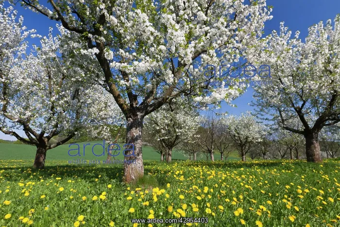 : Cherry Orchard - in blossom : Cherry Orchard - in blossom