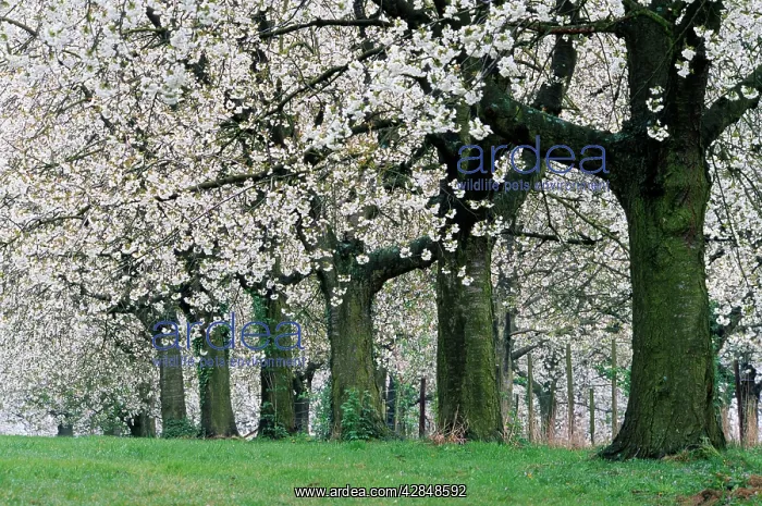  : Cherry Orchard - close-up of Blossoms