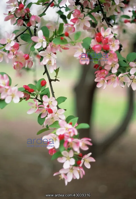 : Cherry Plum : Cherry Plum