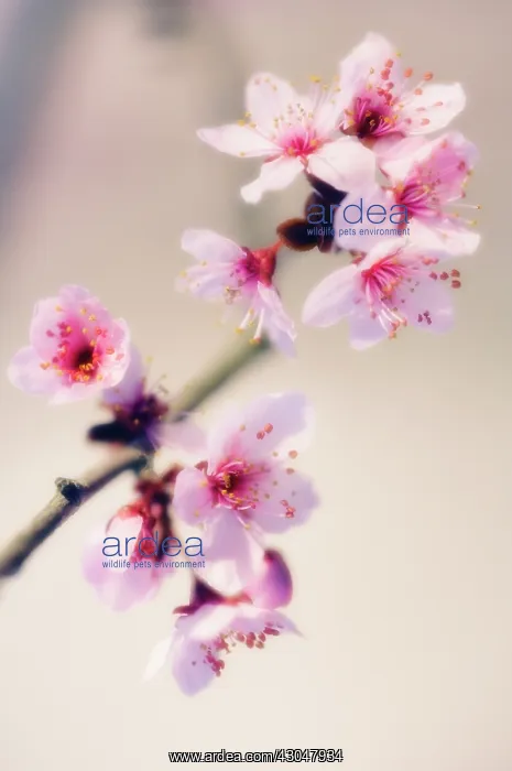 : Cherry Plum : Cherry Plum