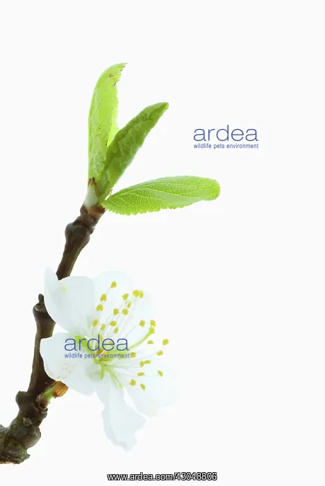 : Cherry plum : Cherry plum