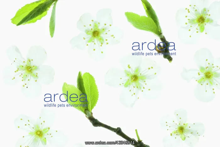 : Cherry plum : Cherry plum