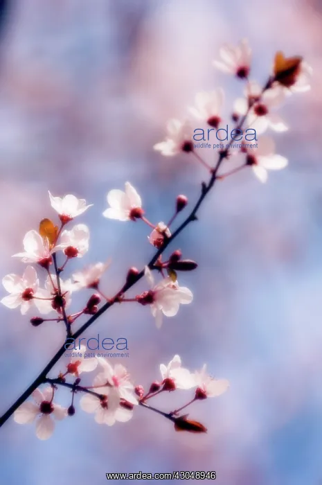 : Cherry plum : Cherry plum