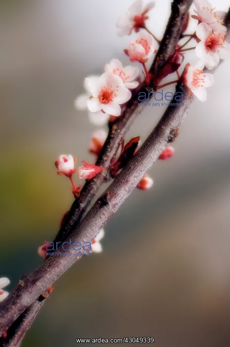 : Cherry Plum : Cherry Plum