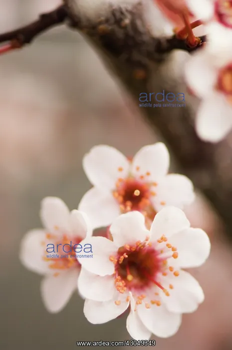 : Cherry Plum : Cherry Plum