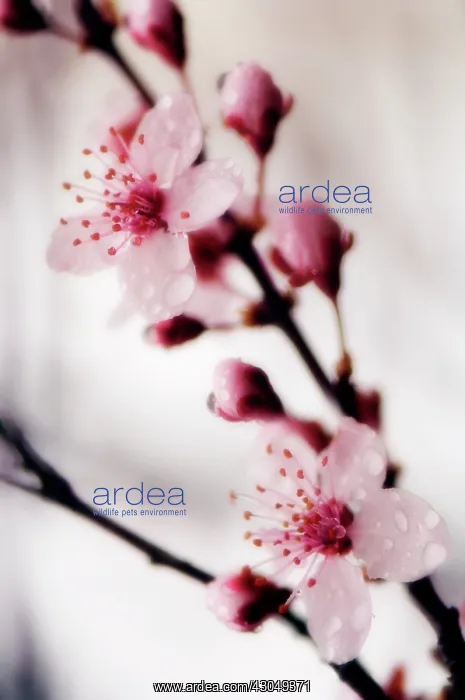 : Cherry plum : Cherry plum