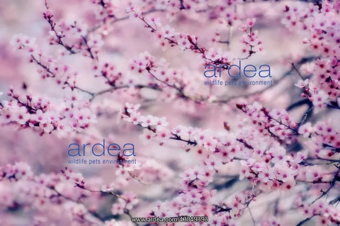 : Cherry plum : Cherry plum