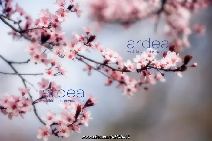 : Cherry plum : Cherry plum