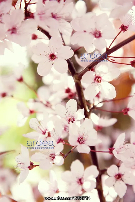 : Cherry Plum : Cherry Plum