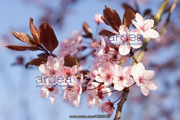 : Cherry plum : Cherry plum
