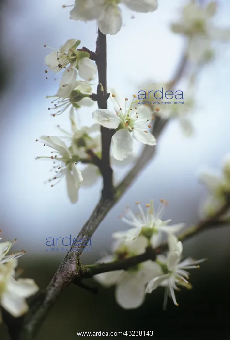 : Cherry Plum : Cherry Plum