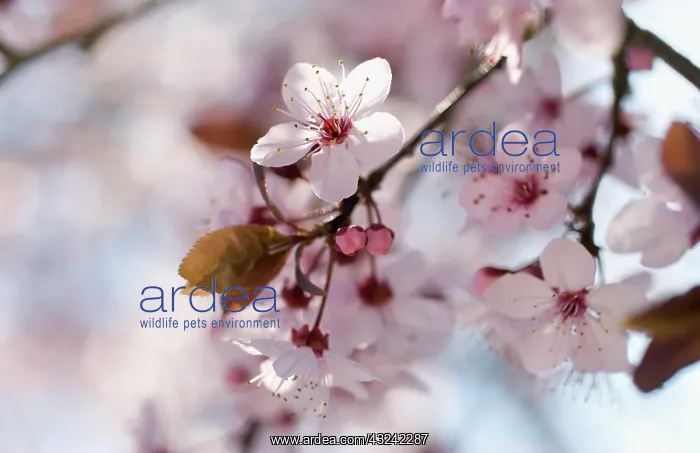 : Cherry plum : Cherry plum