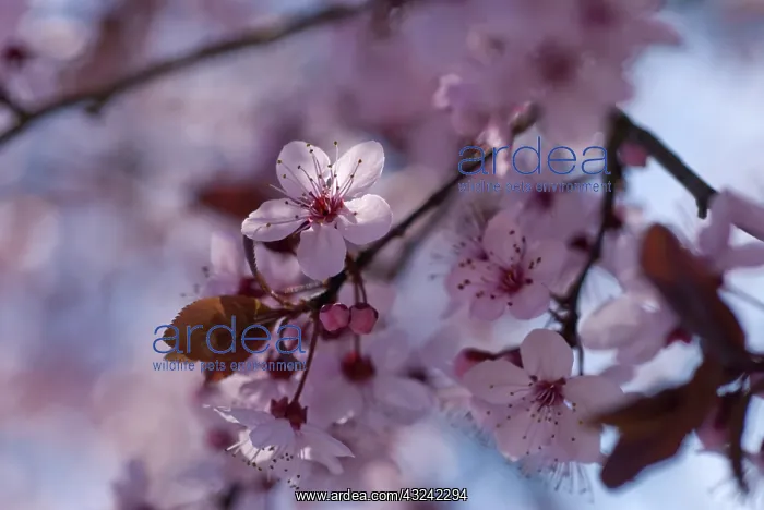 : Cherry plum : Cherry plum
