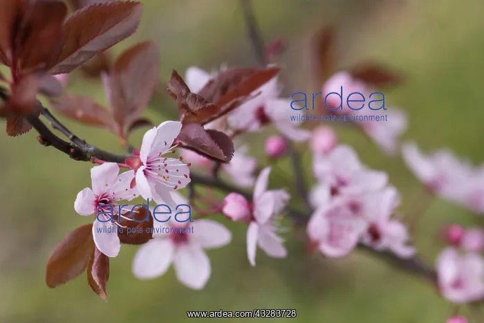 : Cherry plum, Prunus cerasifera Nigra, Pink subject : Cherry plum, Prunus cerasifera Nigra, Pink subject