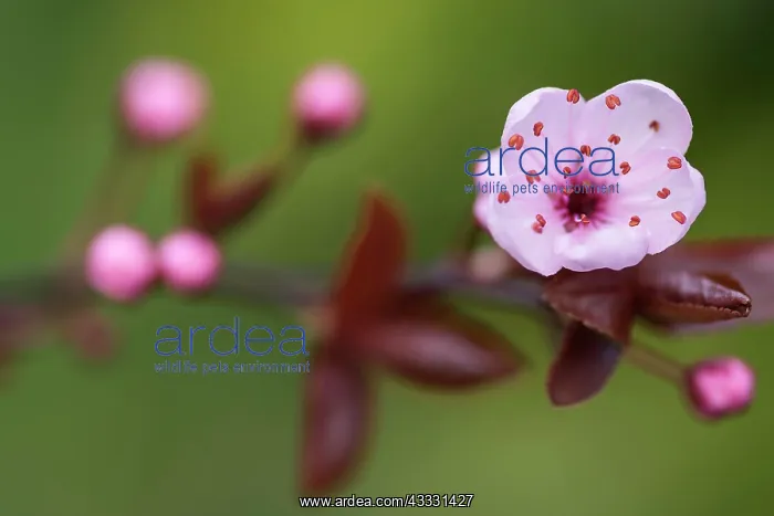 : Cherry plum, Prunus cerasifera Nigra, Pink subject : Cherry plum, Prunus cerasifera Nigra, Pink subject