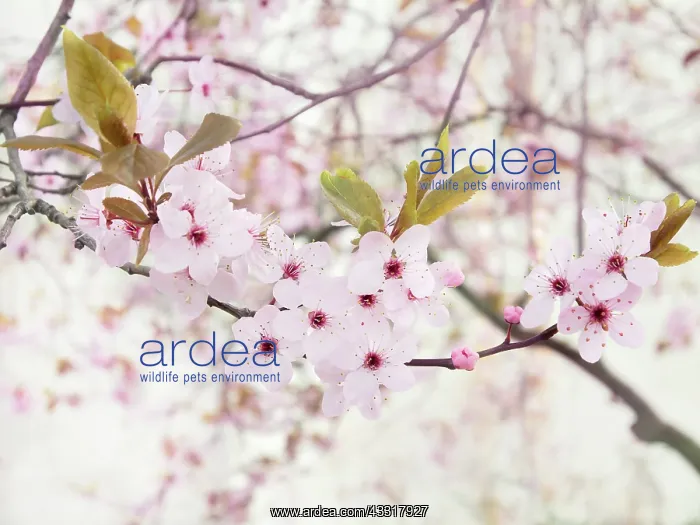 : Cherry plum, Prunus cerasifera Nigra, Front view : Cherry plum, Prunus cerasifera Nigra, Front view