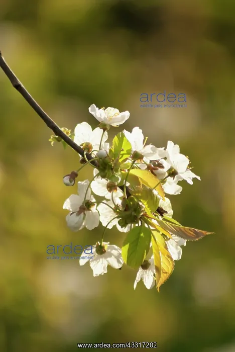 : Cherry, Prunus avium, flowering sprig of Wild Cherry : Cherry, Prunus avium, flowering sprig of Wild Cherry