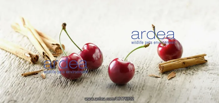 : Cherry, Prunus cultivar. Four cherries with stalks : Cherry, Prunus cultivar. Four cherries with stalks
