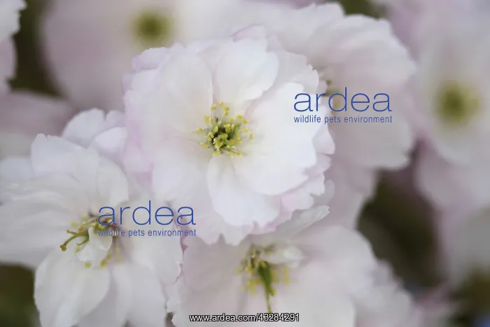 : Cherry, Prunus cultivar, Pink subject : Cherry, Prunus cultivar, Pink subject