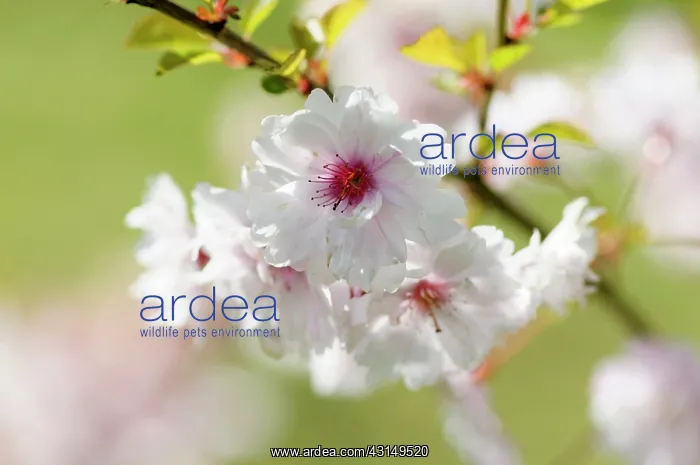 : Cherry, Prunus Pink Ballerina, Close up of pink coloured b : Cherry, Prunus Pink Ballerina, Close up of pink coloured b