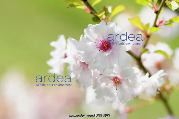: Cherry, Prunus Pink Ballerina, Close up of pink coloured b : Cherry, Prunus Pink Ballerina, Close up of pink coloured b