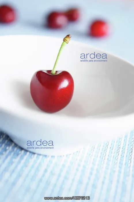 : Cherry, Prunus, Red subject : Cherry, Prunus, Red subject