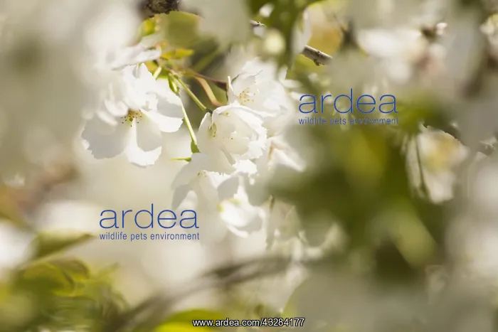 : Cherry, Prunus serrulata, White subject : Cherry, Prunus serrulata, White subject