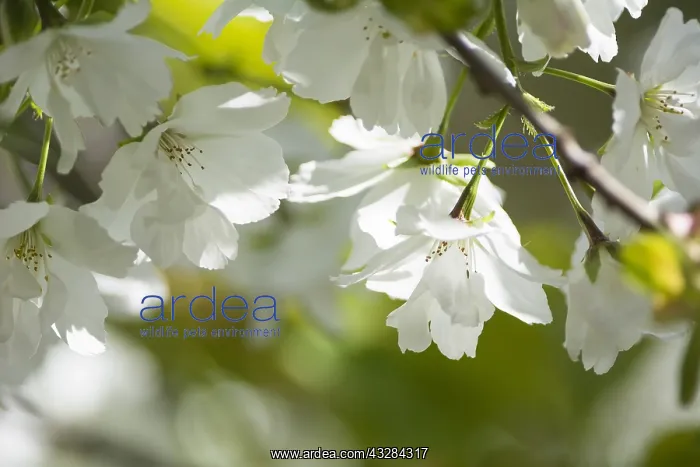 : Cherry, Prunus serrulata, White subject : Cherry, Prunus serrulata, White subject