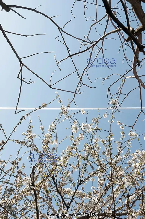: Cherry, Prunus, showing the difference between the defoliate : Cherry, Prunus, showing the difference between the defoliate
