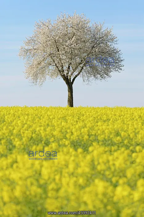 : Cherry (Prunus), solitary tree at flowering time : Cherry (Prunus), solitary tree at flowering time