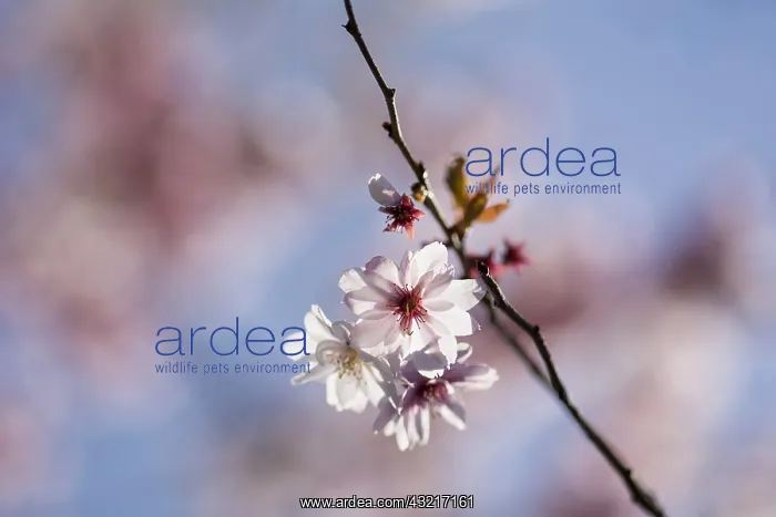 : Cherry, Rosebud cherry Autumnalis, Prunus x subhirtella : Cherry, Rosebud cherry Autumnalis, Prunus x subhirtella