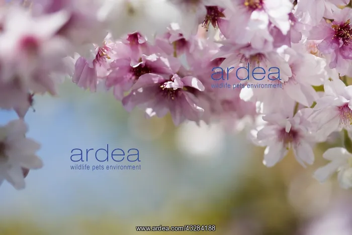 : Cherry, Rosebud cherry Autumnalis, Prunus x subhirtella : Cherry, Rosebud cherry Autumnalis, Prunus x subhirtella