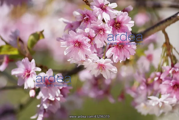 : Cherry, Rosebud cherry Autumnalis, Prunus x subhirtella : Cherry, Rosebud cherry Autumnalis, Prunus x subhirtella