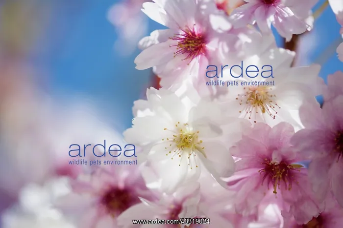 : Cherry, Rosebud cherry Autumnalis, Prunus x subhirtella : Cherry, Rosebud cherry Autumnalis, Prunus x subhirtella