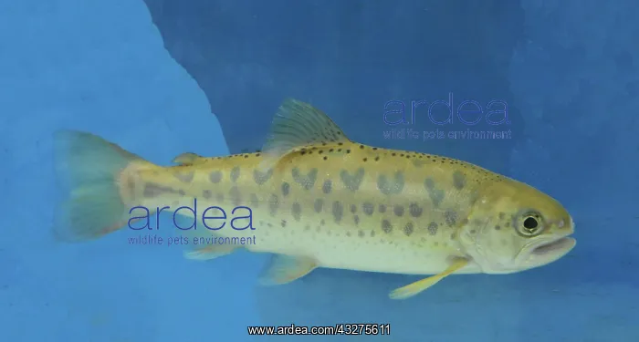 : Cherry Salmon parr, Japan / north Pacific : Cherry Salmon parr, Japan / north Pacific