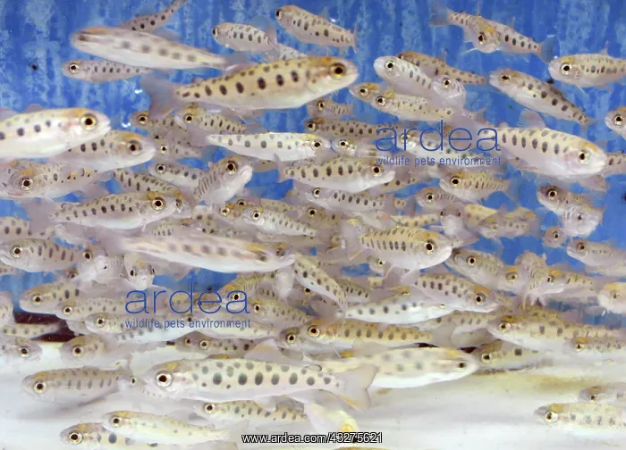 : Cherry Salmon parr, Japan / north Pacific : Cherry Salmon parr, Japan / north Pacific