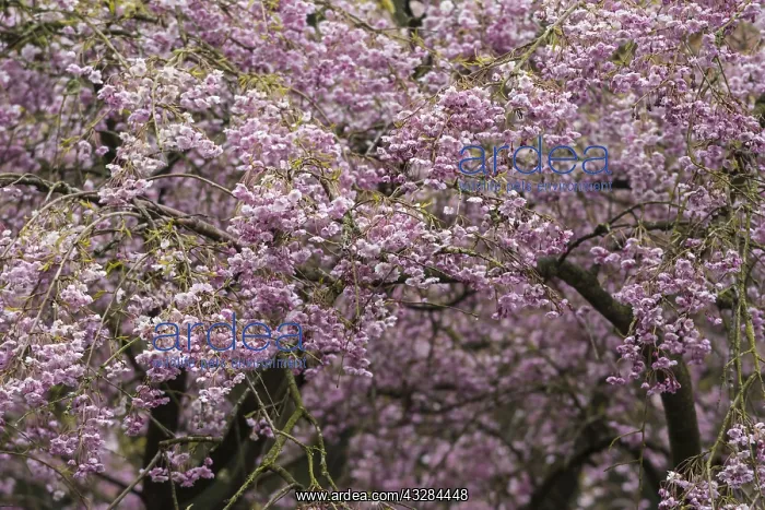  : Cherry, Single pink weeping cherry, Prunus subhirtella