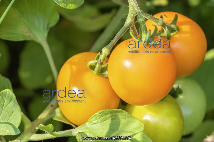 : Cherry Tomato Figiel : Cherry Tomato Figiel