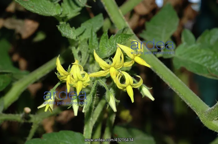 : Cherry Tomato Flowers : Cherry Tomato Flowers